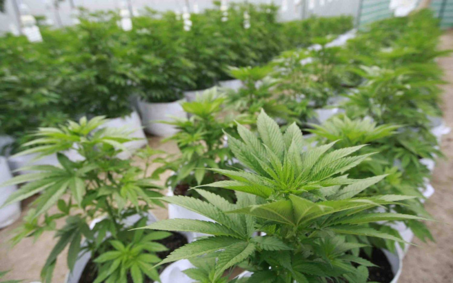 Aprobaron la compra legal de semillas de cannabis en Argentina