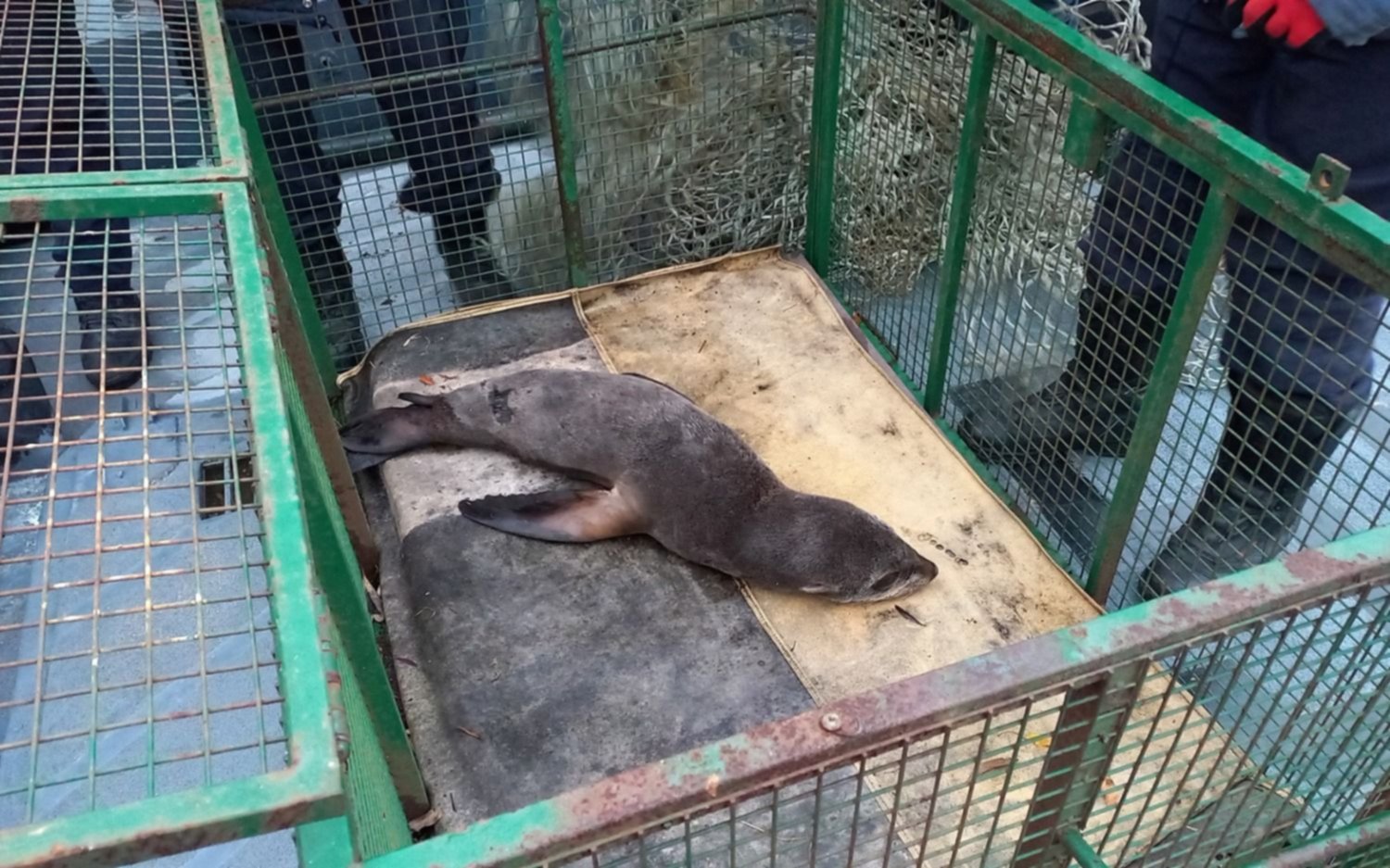 Rescataron a un lobo marino desnutrido en el puerto de La Plata