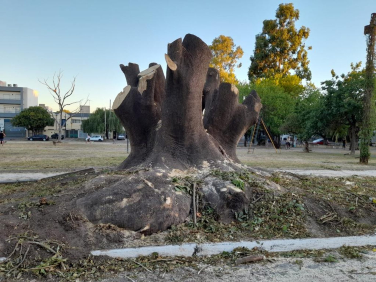 La polémica y los reclamos por la poda se extienden a la zona Norte