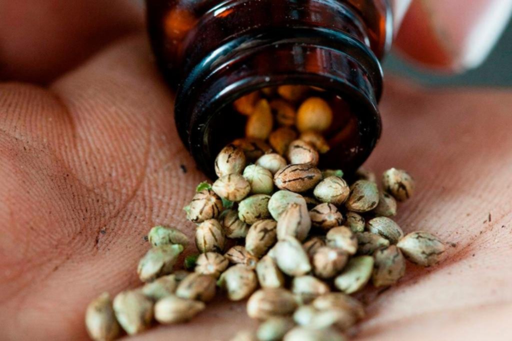 Cannabis medicinal: ahora se podrán comprar semillas para autocultivo