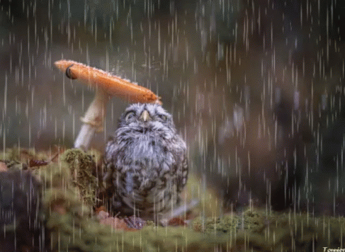 Anuncian lluvias en La Plata para este miércoles, que tendrá 16º de máxima: cómo sigue el clima