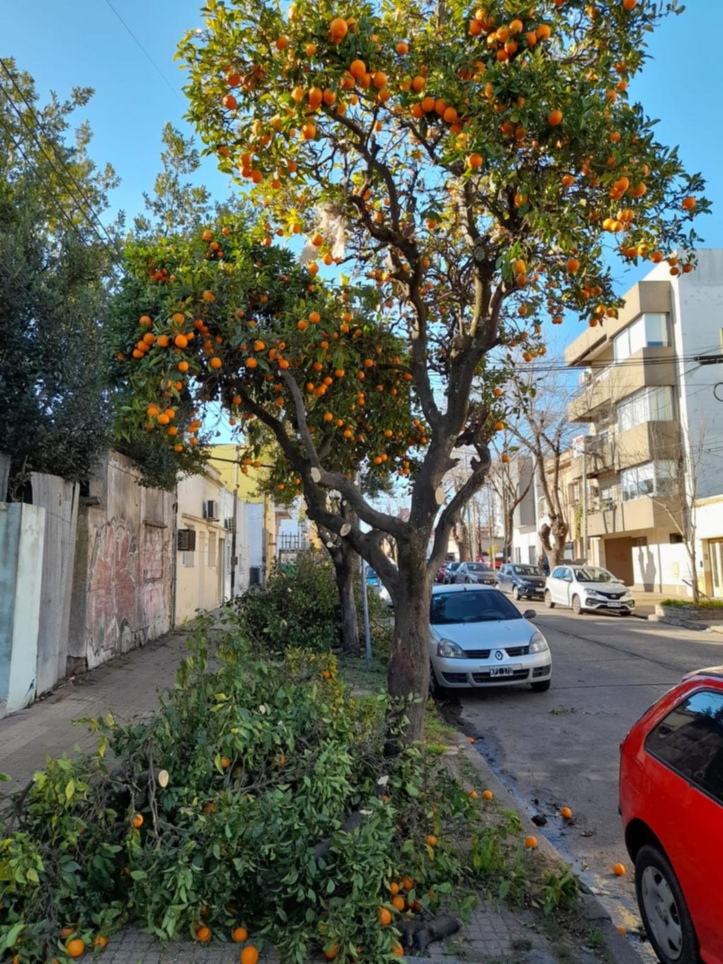 Múltiples quejas por las podas y la recolección