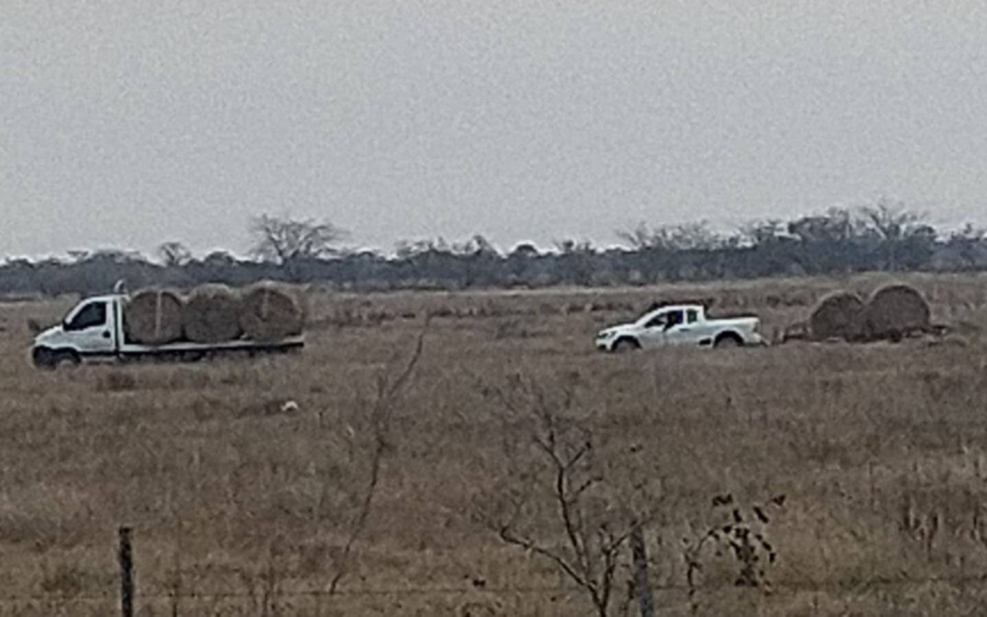 Parque Pereyra: ahora denuncian que se roban el pasto para hacer "rollos"