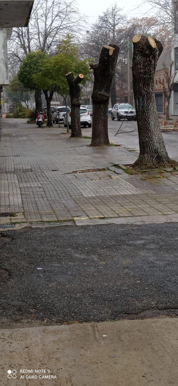 La Justicia ordenó a la Comuna parar con la poda