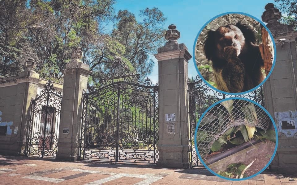 Otra vez se robaron a "Dientes", uno de los monitos del ex Zoo de La Plata