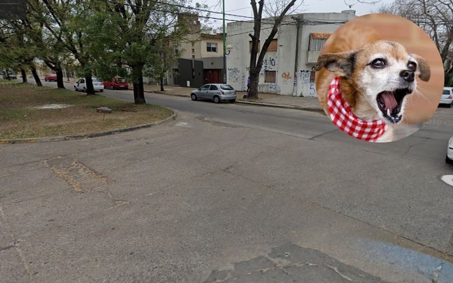 La mordió un perro e inició una curiosa campaña en la Ciudad