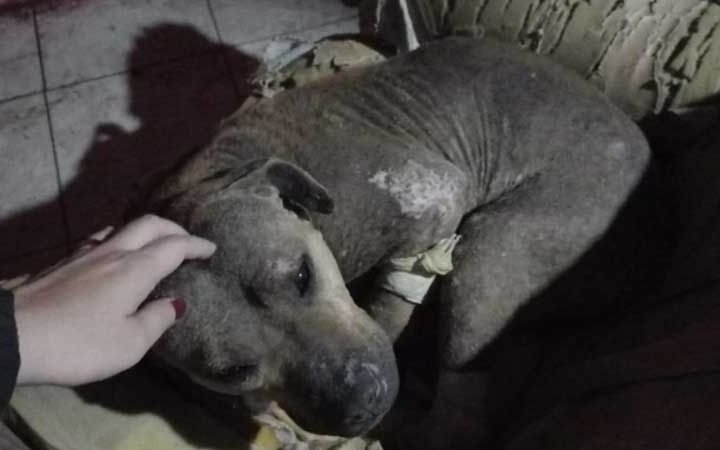 Una perra fue torturada para una “macumba”: tenía agujas clavadas, los ojos quemados y las uñas arrancadas