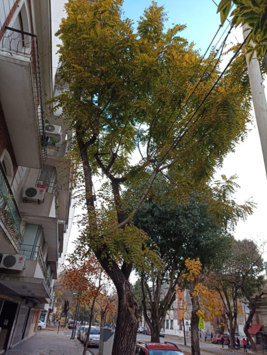 Piden la poda de un frondoso árbol en 13 entre 55 y 56