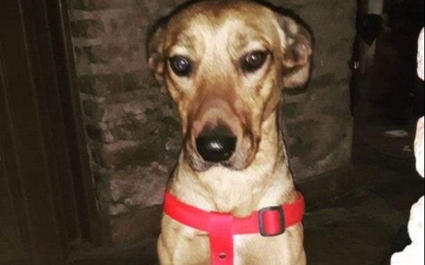 Una mujer pide que le devuelvan el bozal de su perro: "Se lo sacaron ni bien se lo compré"