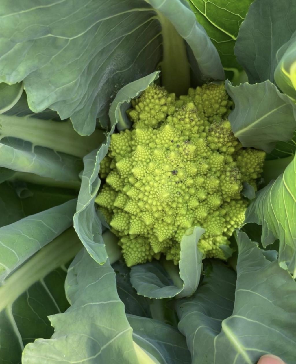 Huerta
