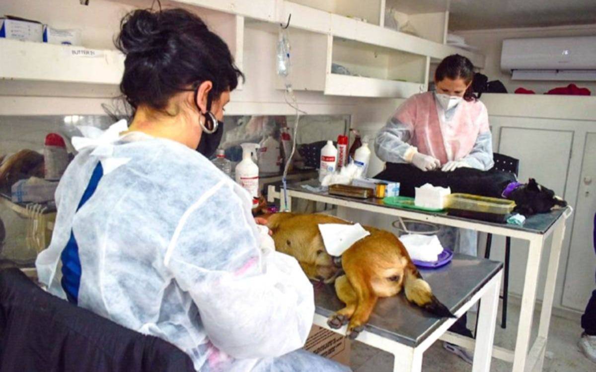 Nuevo operativo de Zoonosis en el CIC La Paz