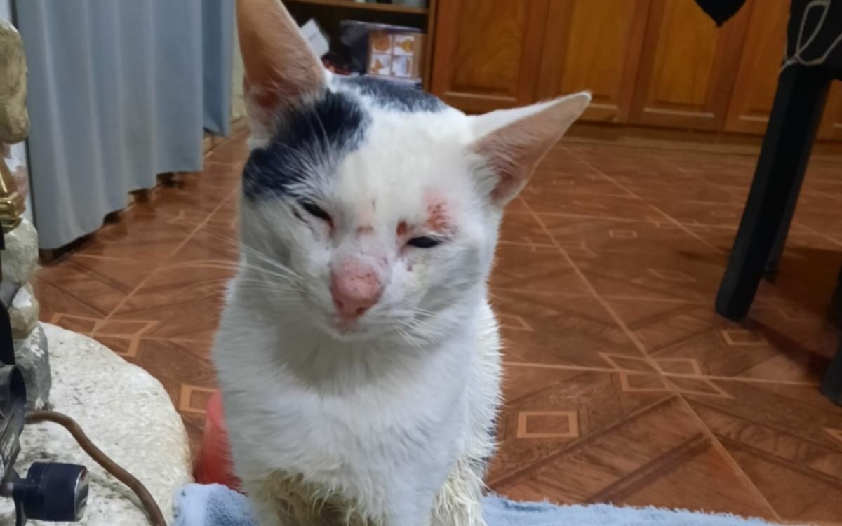 Llevó a castrar a su gatito y se lo devolvieron "golpeado": el relato de una vecina platense