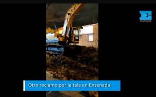 Rechazo vecinal a la tala en Ensenada: "No nos podemos dar el lujo de perder el arbolado público"