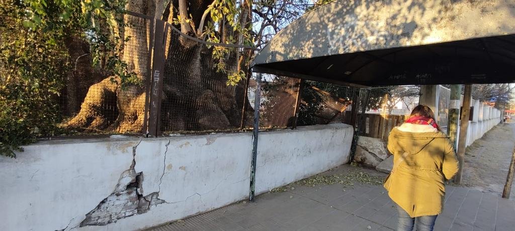 Piden que poden un árbol antes que haya un accidente
