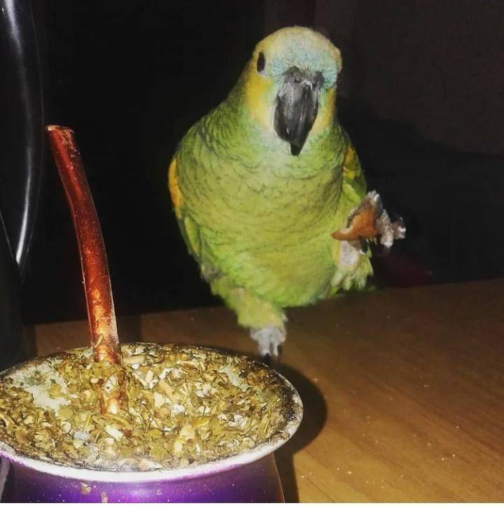 Buscan desesperados Yirli, la lorita mascota de una familia platense y que se escapó