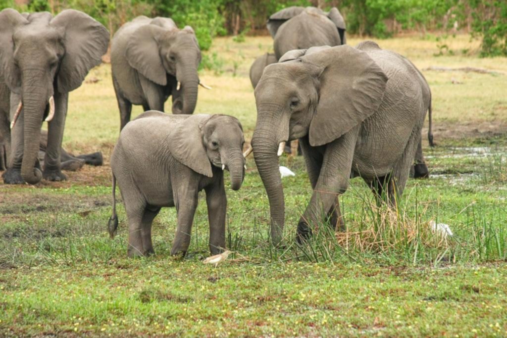 Comunidad solidaria: la vida social de los elefantes ayuda a las crías huérfanas a salir adelante