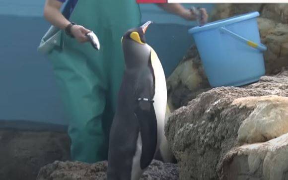 ¡Insólito! Pingüinos de un acuario en Japón están de "huelga" por comer pescado mas barato