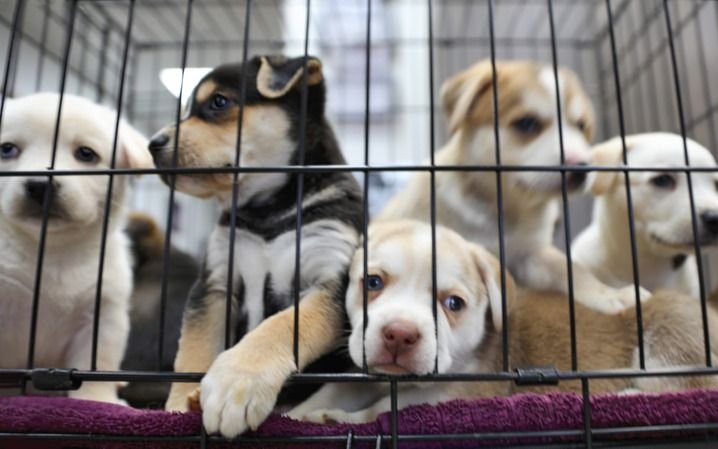 Nueva York prohibirá la venta de animales en veterinarias para incentivar la adopción