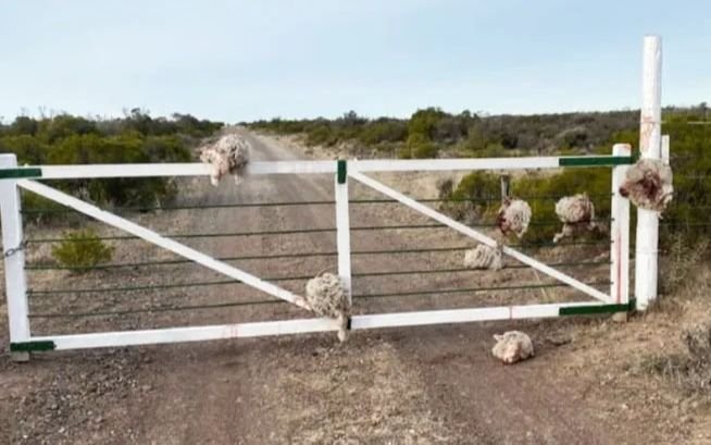 Macabro: roban ovejas, les cortan la cabeza y las dejan colgadas en la tranquera del campo