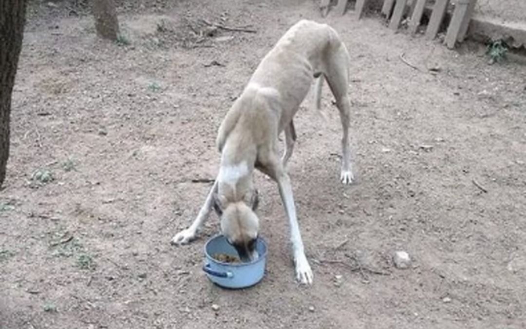 VIDEO. Denunciaron a un hombre acusado de secuestrar galgos para que los coma su pitbull