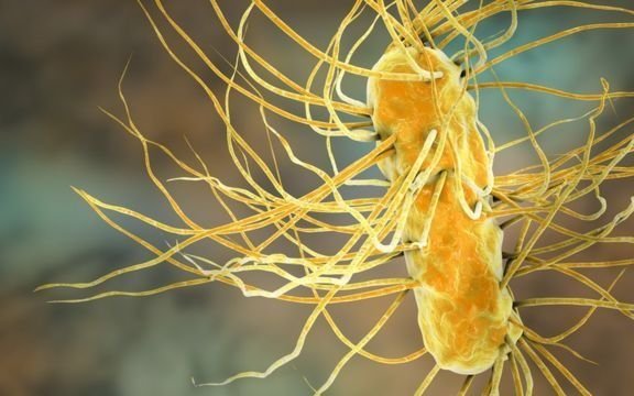 Alerta en Estados Unidos por bacterias de una enfermedad rara: de qué se trata