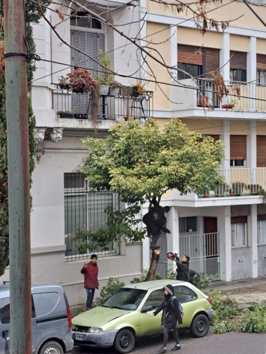 Crece la polémica por la poda y la Justicia insistió en su interrupción
