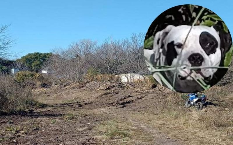 Ataron a un perro y lo dejaron abandonado en medio del Parque Ecológico