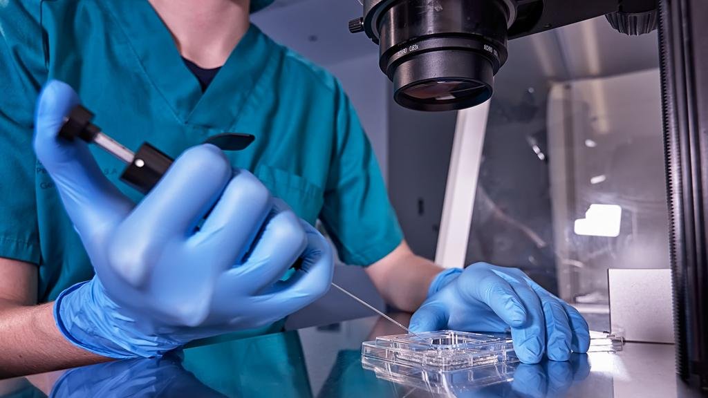 Ciencia: lograron formar modelos de embriones humanos creados en laboratorio