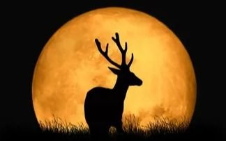 Superluna del Ciervo: a qué hora se podrá ver este lunes 3 de julio 2023 el fenómeno en Argentina
