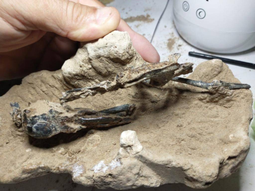 Un pájaro carpintero de más de 200 mil años