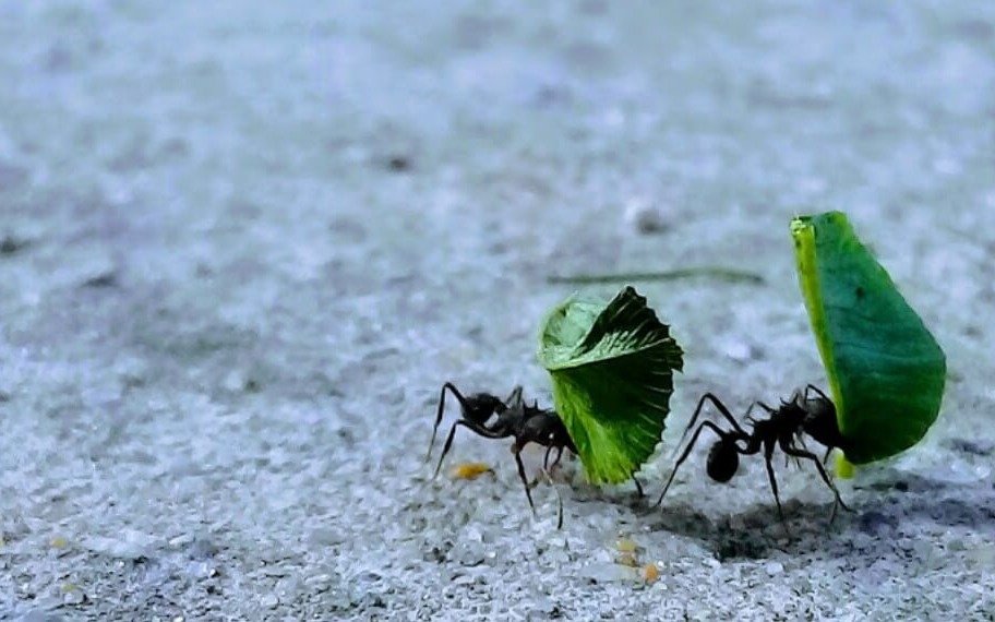 Kit para el control biológico de hormigas desarrollado en la UNQ 