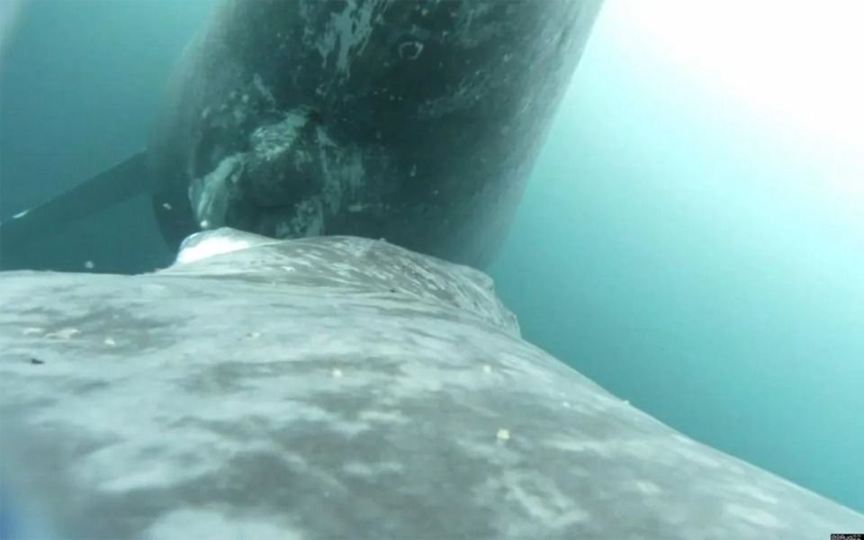 VIDEO. Lograron captar una ballena jorobada amamantando a su cría