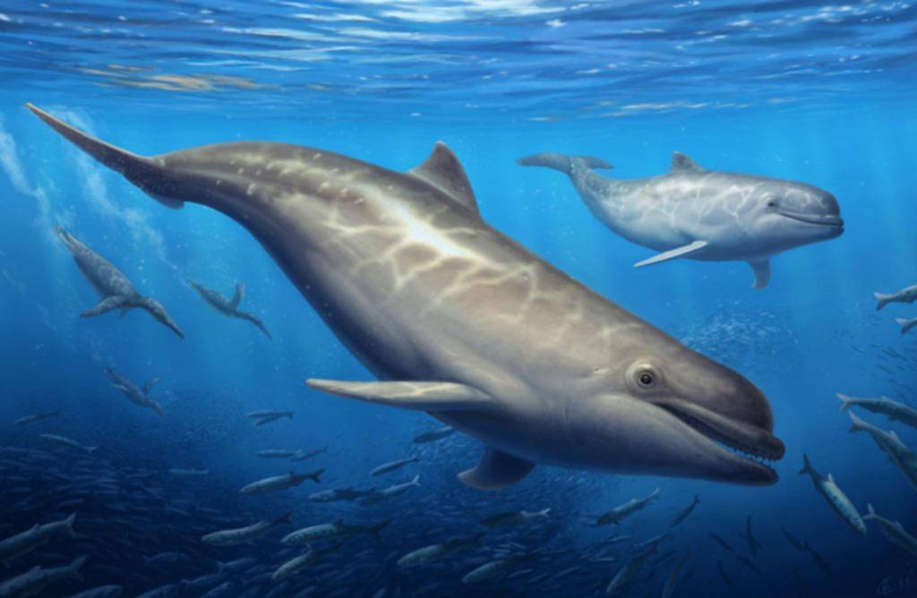 Una ballena dentada vivió en el Pacífico hace 28 millones de años