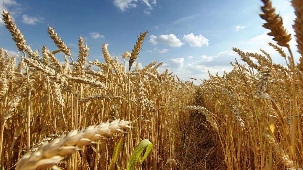 Peligra la siembra de trigo en la zona núcleo por las altas temperaturas y la sequía