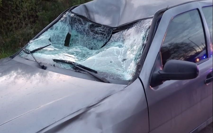 Al borde de la tragedia vial por caballos sueltos en Camino Centenario a la altura del Parque Pereyra 