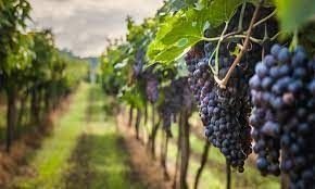Hay 90 mil hectáreas de viñedos comprometidas con salud y producción