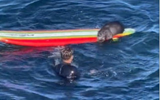 VIDEO. Primero fueron las orcas atacando barcos, ahora las nutrias se roban las tablas de surf