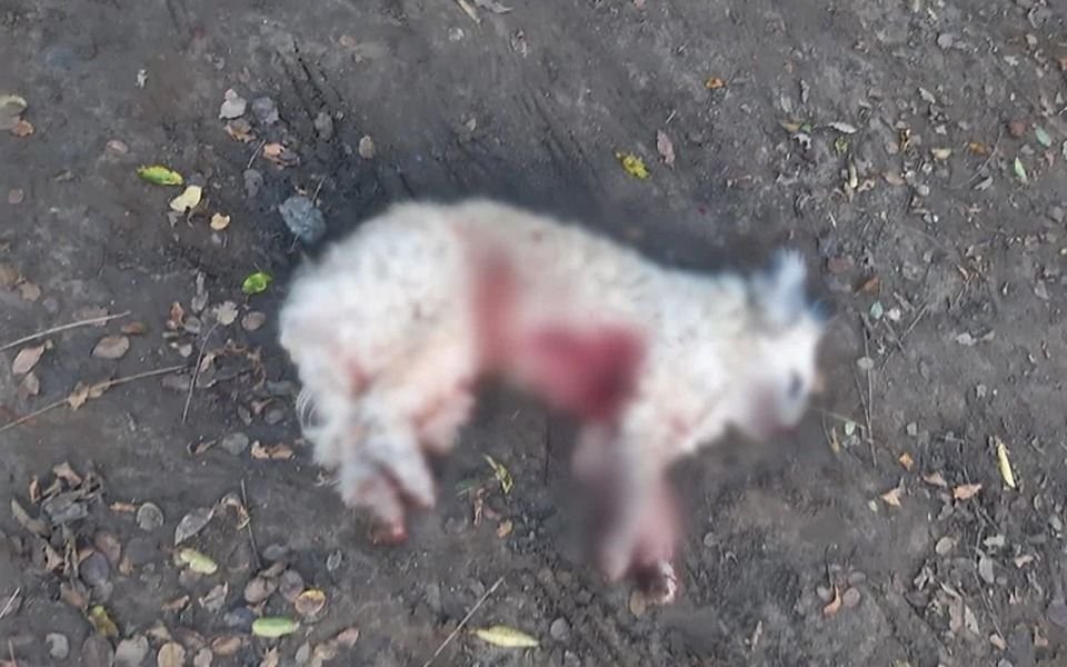 Horror por maltrato animal en Berisso: por una pelea, le mató dos perros al vecino