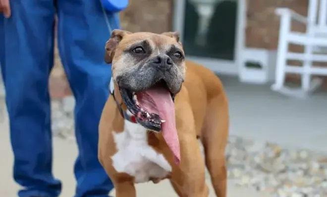 Rocky, el bóxer que con su lengua de 13,8 cm de largo bate todos los récords