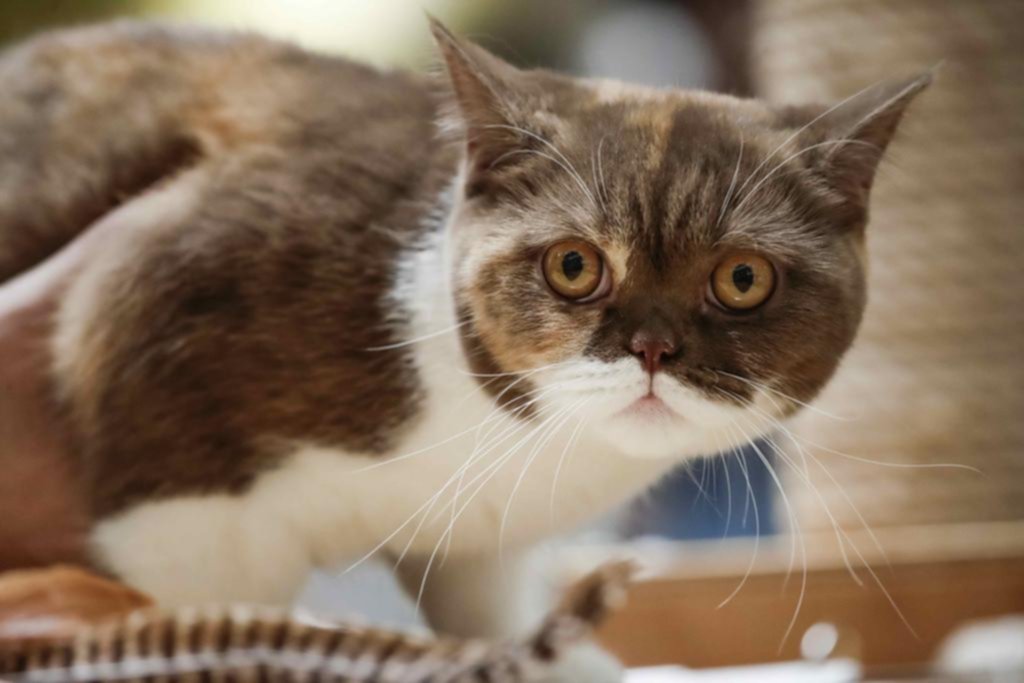 La nariz de los gatos es como un equipo de análisis químicos
