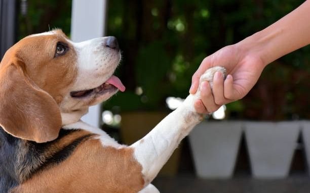 ¿Lo sabías? Este viernes 21 de julio se celebra el "Día Internacional del Perro": los motivos