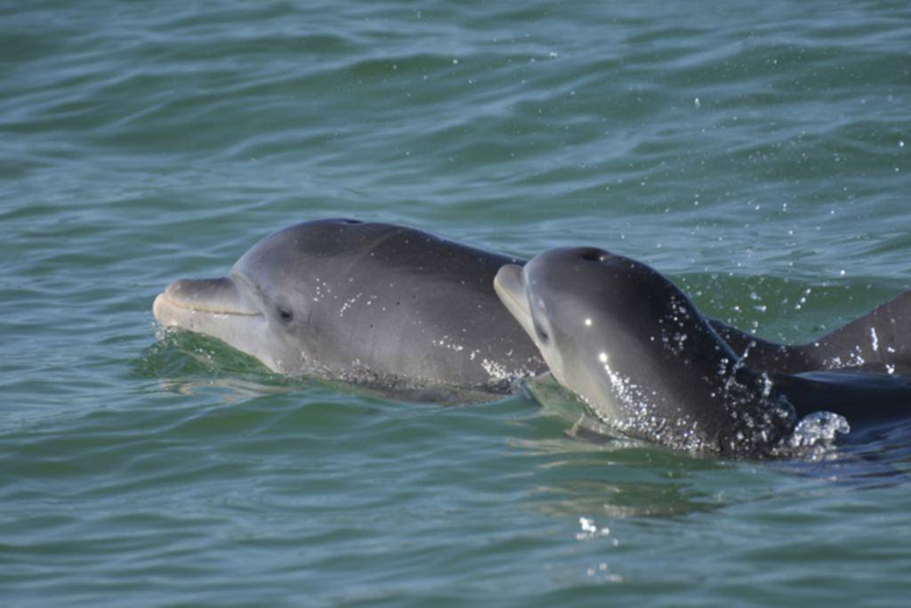 Las mamás delfines utilizan un lenguaje infantil con sus crías