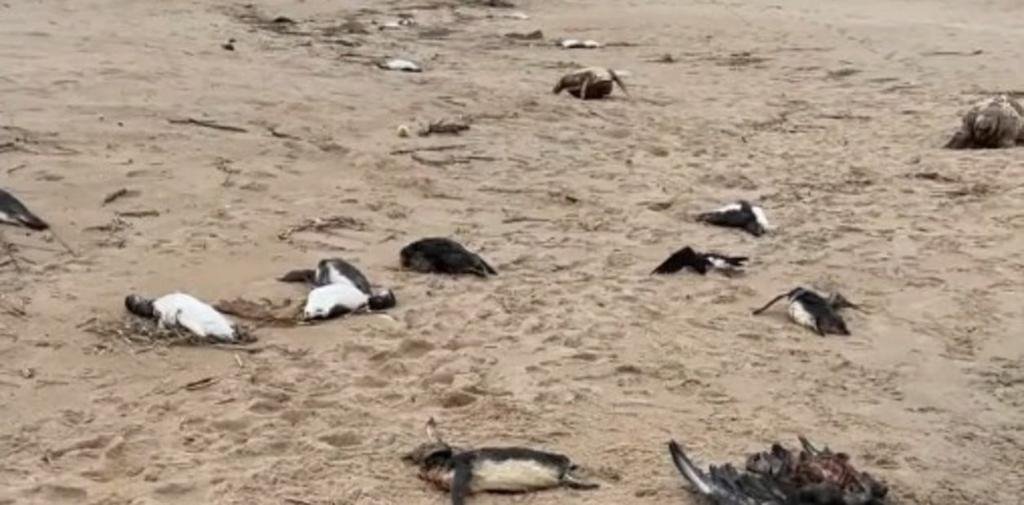 Más de 5.000 pingüinos muertos en el balneario uruguayo La Paloma