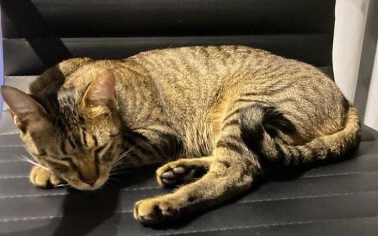 El rescate de película de un gato robado en La Plata: "Orlando estaba muy estresado..."