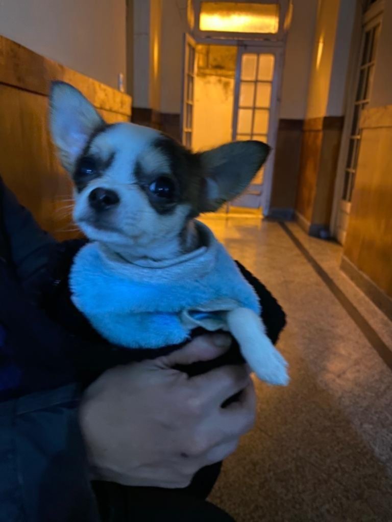 Una pareja discutió por un perro y se agarró a piñas