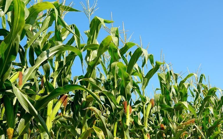 Dólar agro: incorporan al maíz y la cebada cervecera al cambio de $340