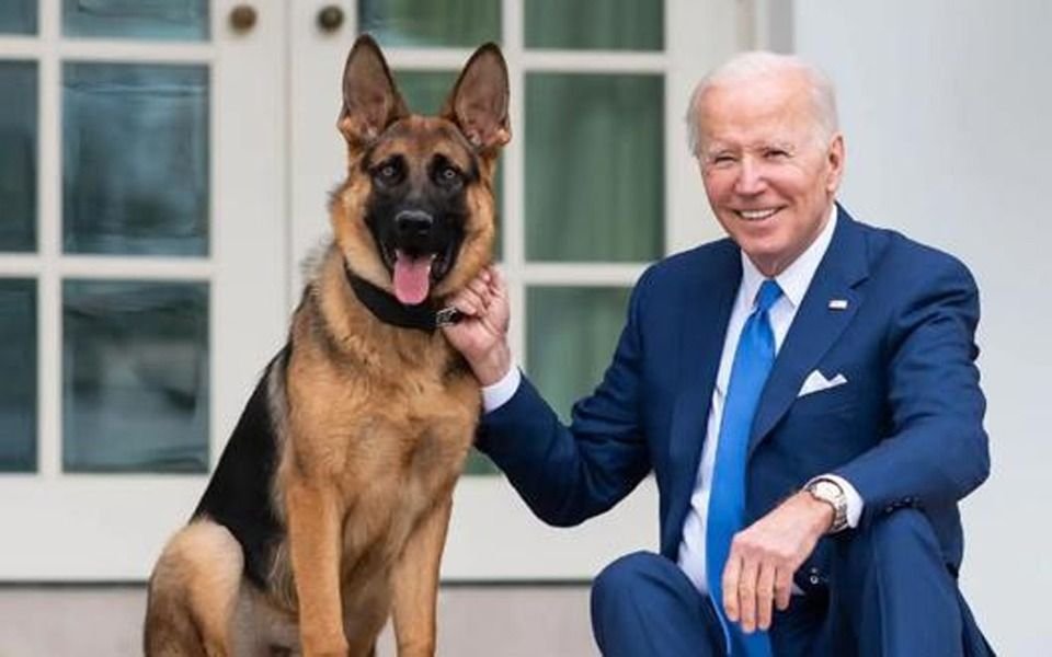 El perro de Biden, el temor de la Casa Blanca: mordió a una decena de empleados