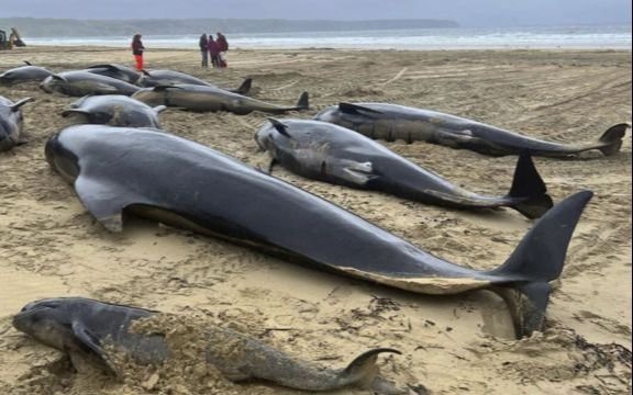 Murieron 97 ballenas pilotos varadas en el oeste de Australia