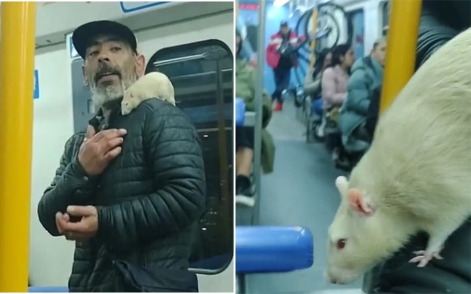 VIDEO. "Se llama Stuart": pidió dinero en el tren Roca con su rata y es viral