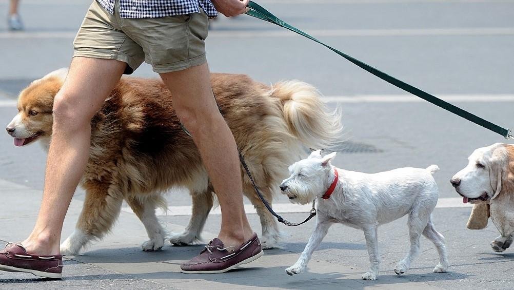 El curioso episodio del paseador de perros que se quedó con un can